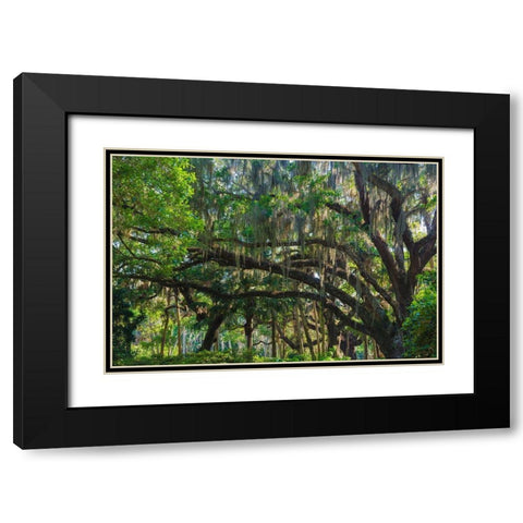 Florida-Tropical Garden with Palms and Living Oak covered in Spanish Moss Black Modern Wood Framed Art Print with Double Matting by Miller, Anna