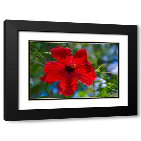 Florida- Hibiscus Flower Black Modern Wood Framed Art Print with Double Matting by Miller, Anna