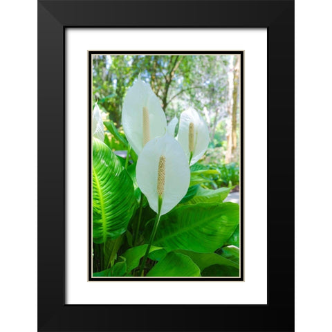 Florida- Peace Lily Black Modern Wood Framed Art Print with Double Matting by Miller, Anna