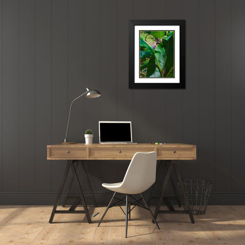 Florida- Woodpecker among Banana Leaves Black Modern Wood Framed Art Print with Double Matting by Miller, Anna