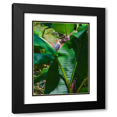 Florida- Woodpecker among Banana Leaves Black Modern Wood Framed Art Print with Double Matting by Miller, Anna