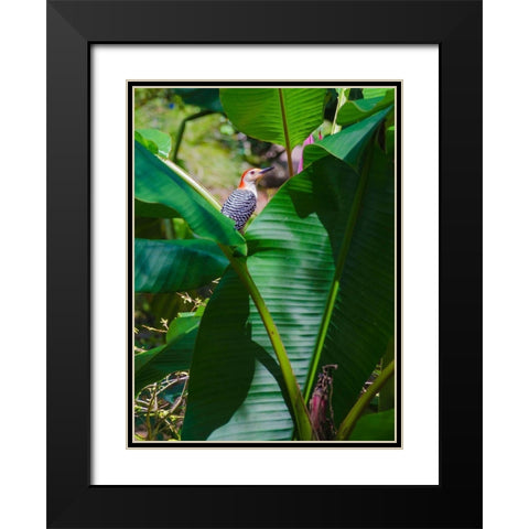 Florida- Woodpecker among Banana Leaves Black Modern Wood Framed Art Print with Double Matting by Miller, Anna
