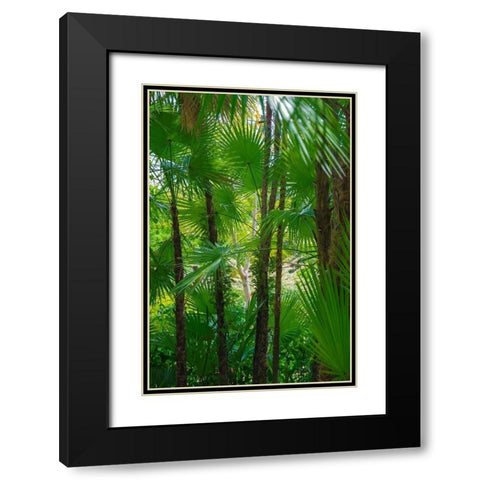 Florida-Tropical Garden Palms Black Modern Wood Framed Art Print with Double Matting by Miller, Anna