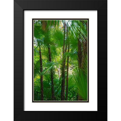Florida-Tropical Garden Palms Black Modern Wood Framed Art Print with Double Matting by Miller, Anna