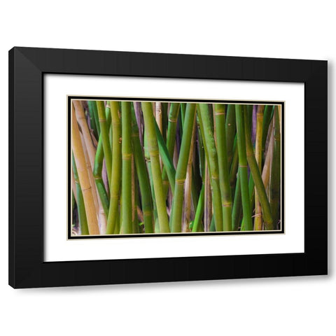 Florida-Bamboo Grove Trunks Black Modern Wood Framed Art Print with Double Matting by Miller, Anna