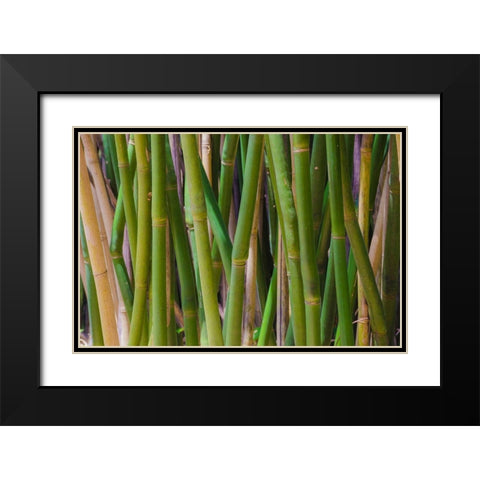 Florida-Bamboo Grove Trunks Black Modern Wood Framed Art Print with Double Matting by Miller, Anna