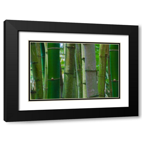 Florida-Bamboo Grove Trunks Black Modern Wood Framed Art Print with Double Matting by Miller, Anna