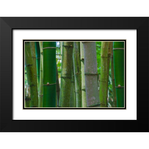 Florida-Bamboo Grove Trunks Black Modern Wood Framed Art Print with Double Matting by Miller, Anna