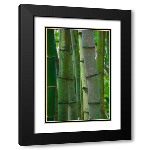Florida-Bamboo Grove Trunks Black Modern Wood Framed Art Print with Double Matting by Miller, Anna