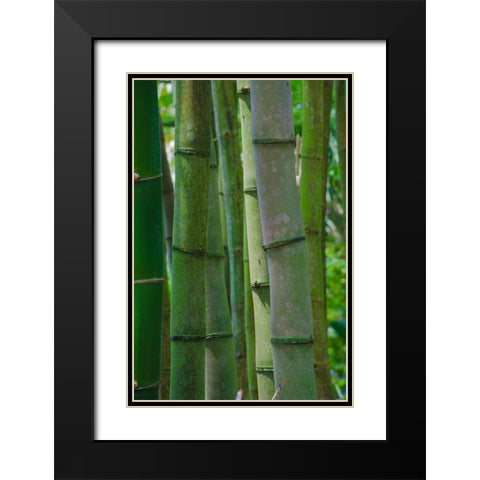 Florida-Bamboo Grove Trunks Black Modern Wood Framed Art Print with Double Matting by Miller, Anna