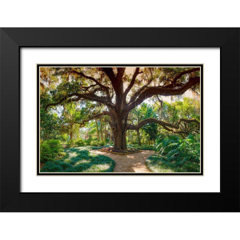 Florida Botanical Gardens-Washington Oaks State Park Black Modern Wood Framed Art Print with Double Matting by Miller, Anna