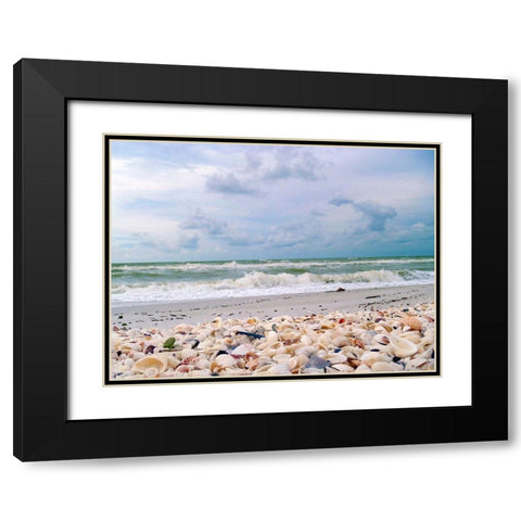 Bounty of Shells on Beaches of Sanibel Island-Florida-USA Black Modern Wood Framed Art Print with Double Matting by Miller, Anna
