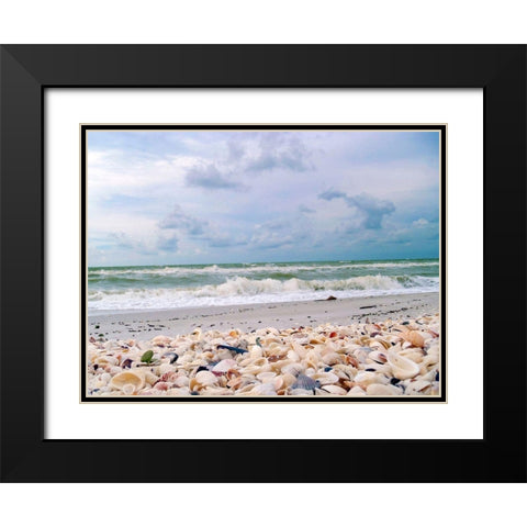 Bounty of Shells on Beaches of Sanibel Island-Florida-USA Black Modern Wood Framed Art Print with Double Matting by Miller, Anna