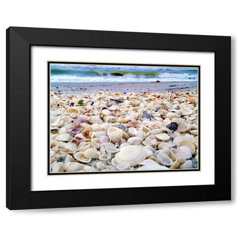 Bounty of Shells on Beaches of Sanibel Island-Florida-USA Black Modern Wood Framed Art Print with Double Matting by Miller, Anna