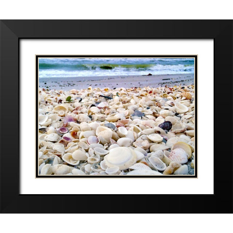 Bounty of Shells on Beaches of Sanibel Island-Florida-USA Black Modern Wood Framed Art Print with Double Matting by Miller, Anna