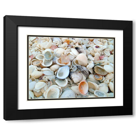 Bounty of Shells on Beaches of Sanibel Island-Florida-USA Black Modern Wood Framed Art Print with Double Matting by Miller, Anna
