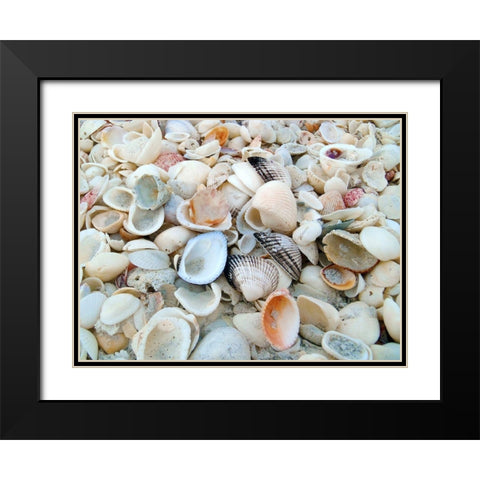 Bounty of Shells on Beaches of Sanibel Island-Florida-USA Black Modern Wood Framed Art Print with Double Matting by Miller, Anna