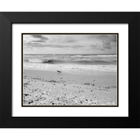 Black and white Beach-Sanibel Island-Florida-USA Black Modern Wood Framed Art Print with Double Matting by Miller, Anna
