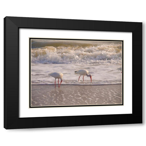 Birds Wading in the Surf on Sanibel Island Beach-Florida-USA Black Modern Wood Framed Art Print with Double Matting by Miller, Anna
