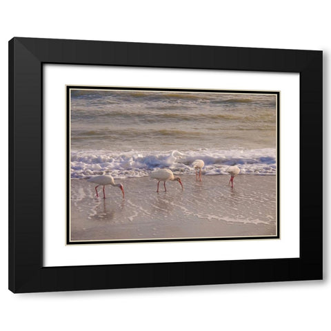 Birds Wading in the Surf on Sanibel Island Beach-Florida-USA Black Modern Wood Framed Art Print with Double Matting by Miller, Anna