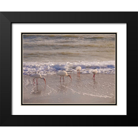 Birds Wading in the Surf on Sanibel Island Beach-Florida-USA Black Modern Wood Framed Art Print with Double Matting by Miller, Anna
