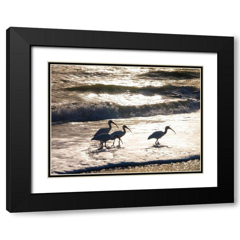 Birds Wading in the Surf on Sanibel Island Beach-Florida-USA Black Modern Wood Framed Art Print with Double Matting by Miller, Anna