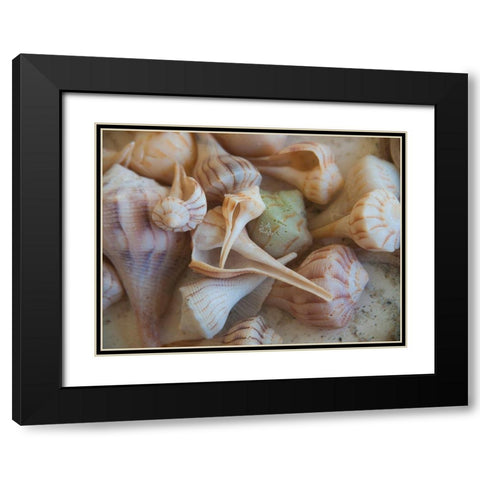 Shells Gathered on Beaches of Sanibel Island-Florida-USA Black Modern Wood Framed Art Print with Double Matting by Miller, Anna