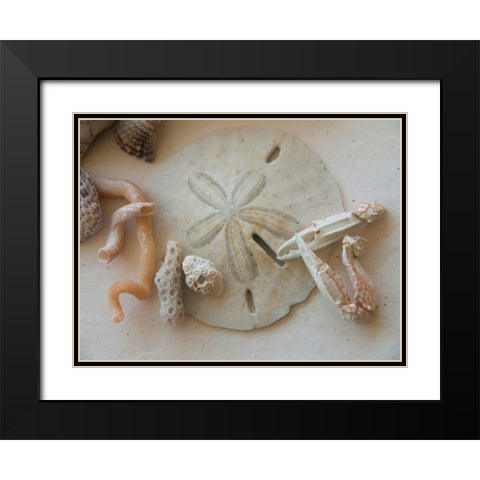 Shells Gathered on Beaches of Sanibel Island-Florida-USA Black Modern Wood Framed Art Print with Double Matting by Miller, Anna