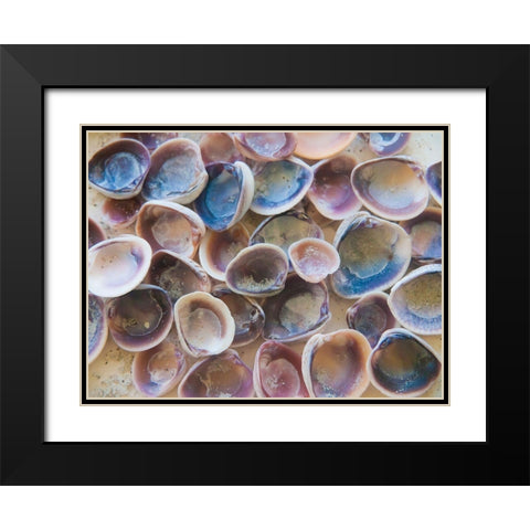 Shells Gathered on Beaches of Sanibel Island-Florida-USA Black Modern Wood Framed Art Print with Double Matting by Miller, Anna