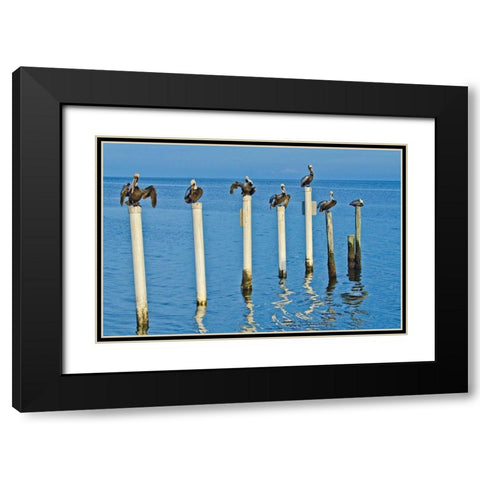 Florida-Cedar Key-Brown Pelicans Perched on Post Black Modern Wood Framed Art Print with Double Matting by Friel, Bernard