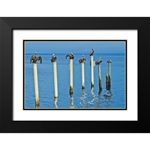 Florida-Cedar Key-Brown Pelicans Perched on Post Black Modern Wood Framed Art Print with Double Matting by Friel, Bernard