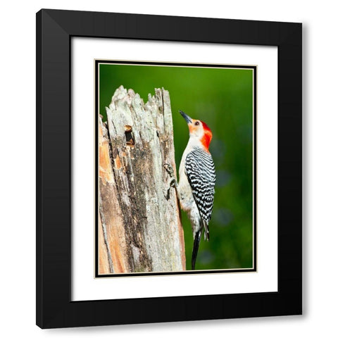 Florida-Immokalee-Midney Home-Red-bellied Woodpecker Feeding on Stump Black Modern Wood Framed Art Print with Double Matting by Friel, Bernard