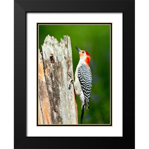 Florida-Immokalee-Midney Home-Red-bellied Woodpecker Feeding on Stump Black Modern Wood Framed Art Print with Double Matting by Friel, Bernard