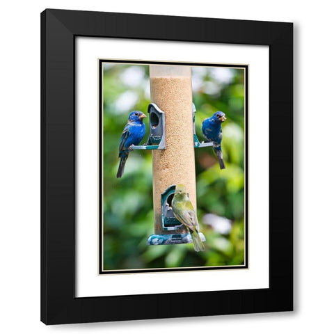 Florida-Immokalee-Midney Home-Indigo Bunting and female Painted Bunting on millet feeder Black Modern Wood Framed Art Print with Double Matting by Friel, Bernard