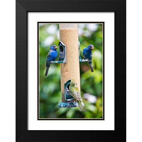 Florida-Immokalee-Midney Home-Indigo Bunting and female Painted Bunting on millet feeder Black Modern Wood Framed Art Print with Double Matting by Friel, Bernard