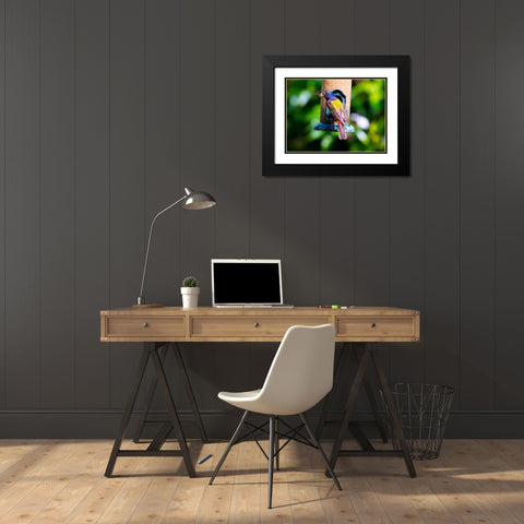 Florida-Immokalee-Midney Home-Painted Bunting Black Modern Wood Framed Art Print with Double Matting by Friel, Bernard