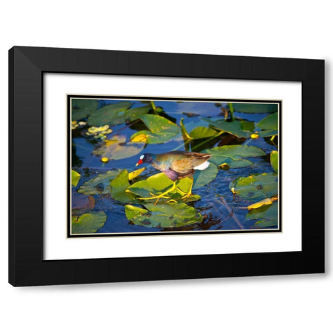 Florida-Sarasota-Celery Fields-Purple Gallinule Black Modern Wood Framed Art Print with Double Matting by Friel, Bernard