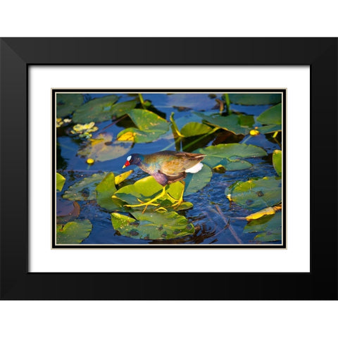 Florida-Sarasota-Celery Fields-Purple Gallinule Black Modern Wood Framed Art Print with Double Matting by Friel, Bernard