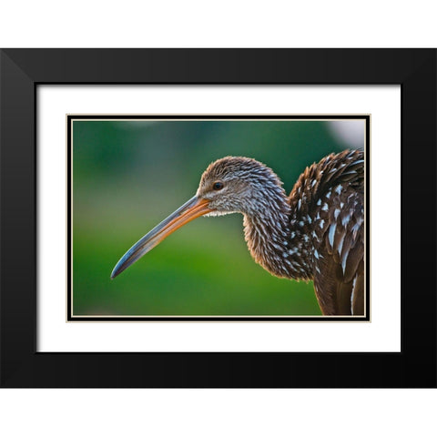 Florida-Sarasota-Celery Fields-Limpkin-on Boardwalk Railing Black Modern Wood Framed Art Print with Double Matting by Friel, Bernard