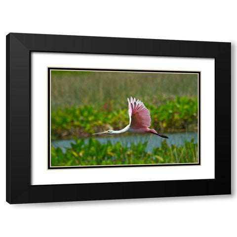 Florida-Sarasota-Celery Fields-Roseate Spoonbill-Flying Black Modern Wood Framed Art Print with Double Matting by Friel, Bernard