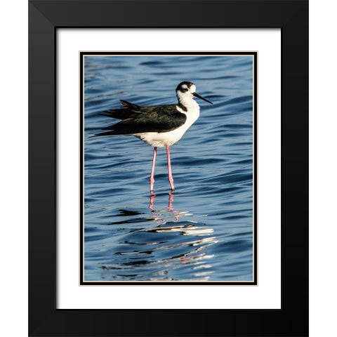 USA-Florida-Sarasota-Myakka River State Park-Black-necked Stilt Black Modern Wood Framed Art Print with Double Matting by Friel, Bernard