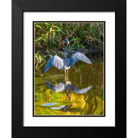 USA-Florida-Sarasota-Myakka River State Park-Tricolored Heron Black Modern Wood Framed Art Print with Double Matting by Friel, Bernard