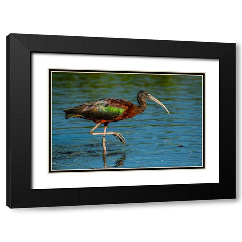 USA-Florida-Sarasota-Myakka River State Park-Glossy Ibis Black Modern Wood Framed Art Print with Double Matting by Friel, Bernard