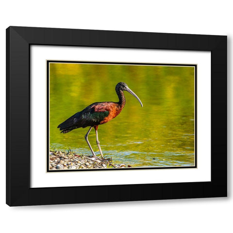 USA-Florida-Sarasota-Myakka River State Park-Glossy Ibis Black Modern Wood Framed Art Print with Double Matting by Friel, Bernard