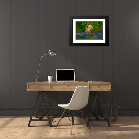 USA-Florida-Sarasota-Myakka River State Park-Great Blue Heron Black Modern Wood Framed Art Print with Double Matting by Friel, Bernard