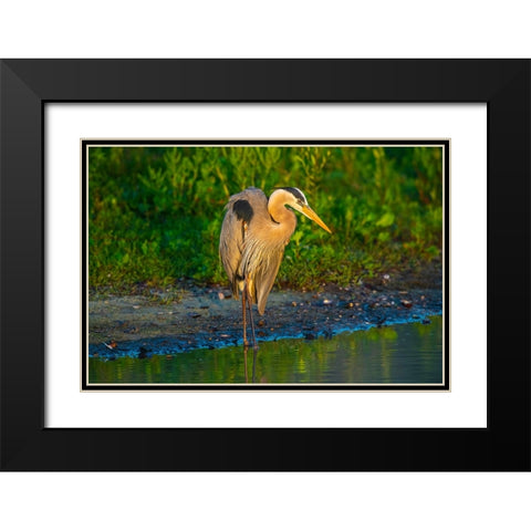 USA-Florida-Sarasota-Myakka River State Park-Great Blue Heron Black Modern Wood Framed Art Print with Double Matting by Friel, Bernard