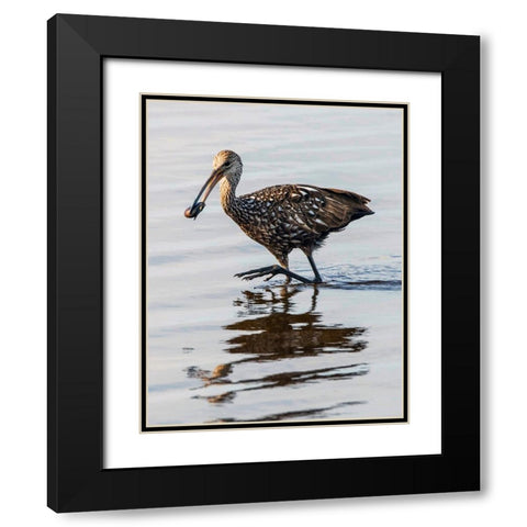 USA-Florida-Sarasota-Myakka River State Park-Limpkin Feeding on Apple Snail Black Modern Wood Framed Art Print with Double Matting by Friel, Bernard