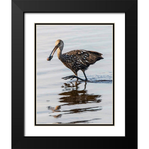 USA-Florida-Sarasota-Myakka River State Park-Limpkin Feeding on Apple Snail Black Modern Wood Framed Art Print with Double Matting by Friel, Bernard