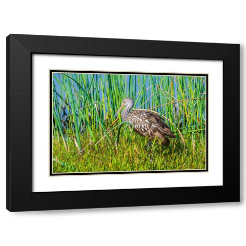 USA-Florida-Sarasota-Myakka River State Park-Limpkin Black Modern Wood Framed Art Print with Double Matting by Friel, Bernard