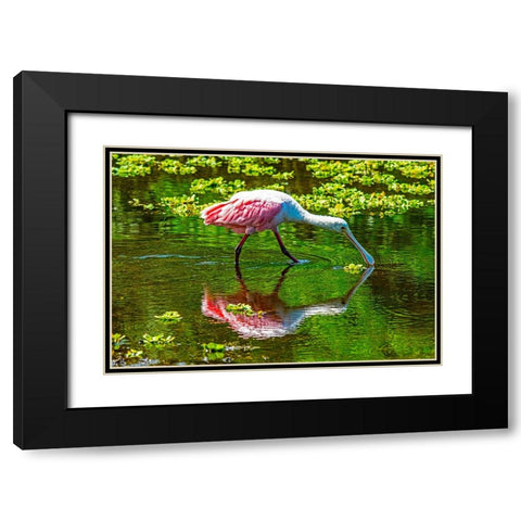 USA-Florida-Sarasota-Myakka River State Park-Feeding Roseate Spoonbill Black Modern Wood Framed Art Print with Double Matting by Friel, Bernard